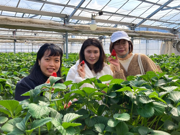 留学生がいちご狩りを楽しむ様子